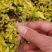 优质批发绣线菊小苗绣线菊床苗根系好保鲜发货