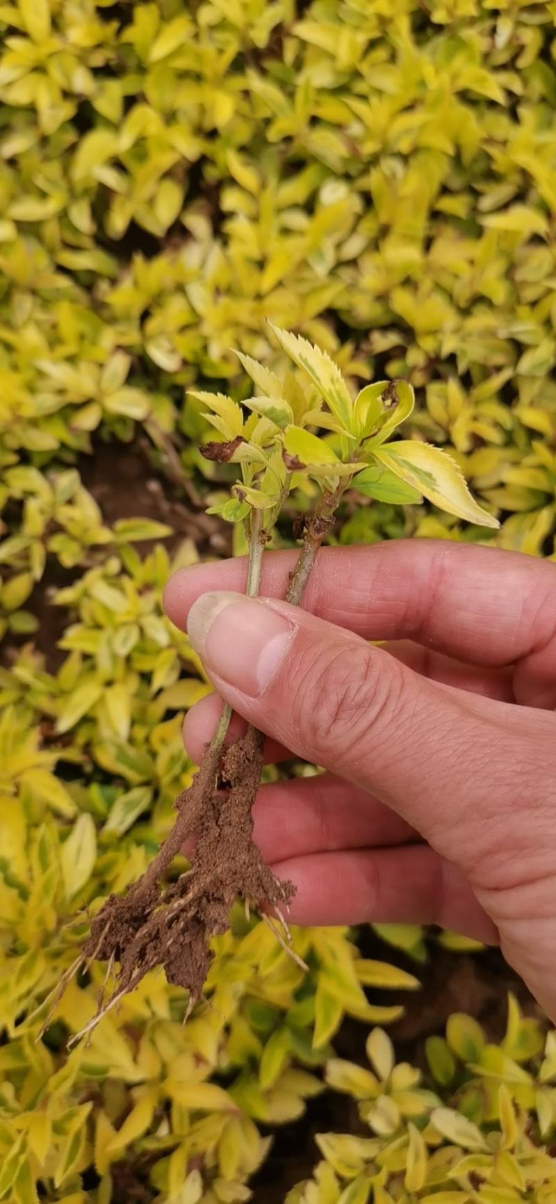 优质批发绣线菊小苗绣线菊床苗根系好保鲜发货