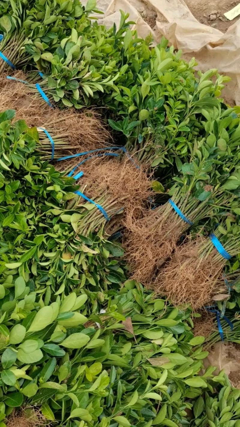 优质批发绣线菊小苗绣线菊床苗根系好保鲜发货