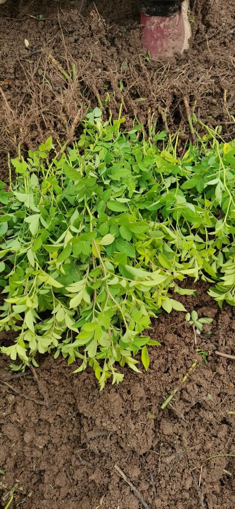 优质批发绣线菊小苗绣线菊床苗根系好保鲜发货