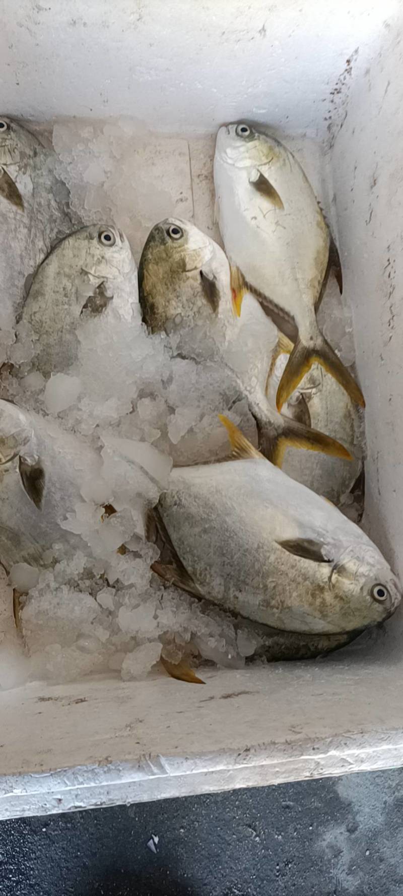 深海养殖金鲳鱼