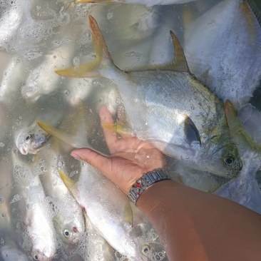 深海养殖金鲳鱼
