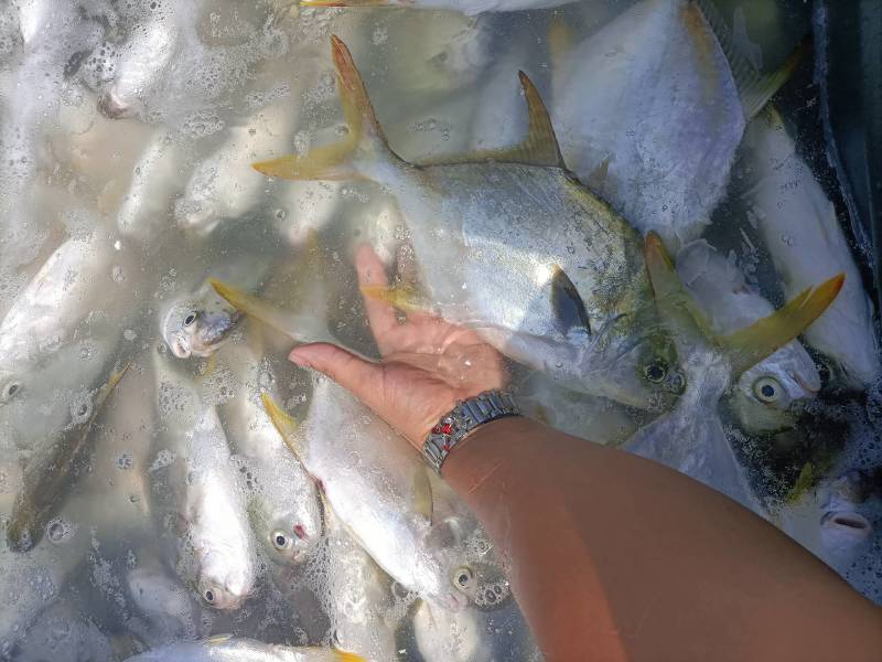 深海养殖金鲳鱼