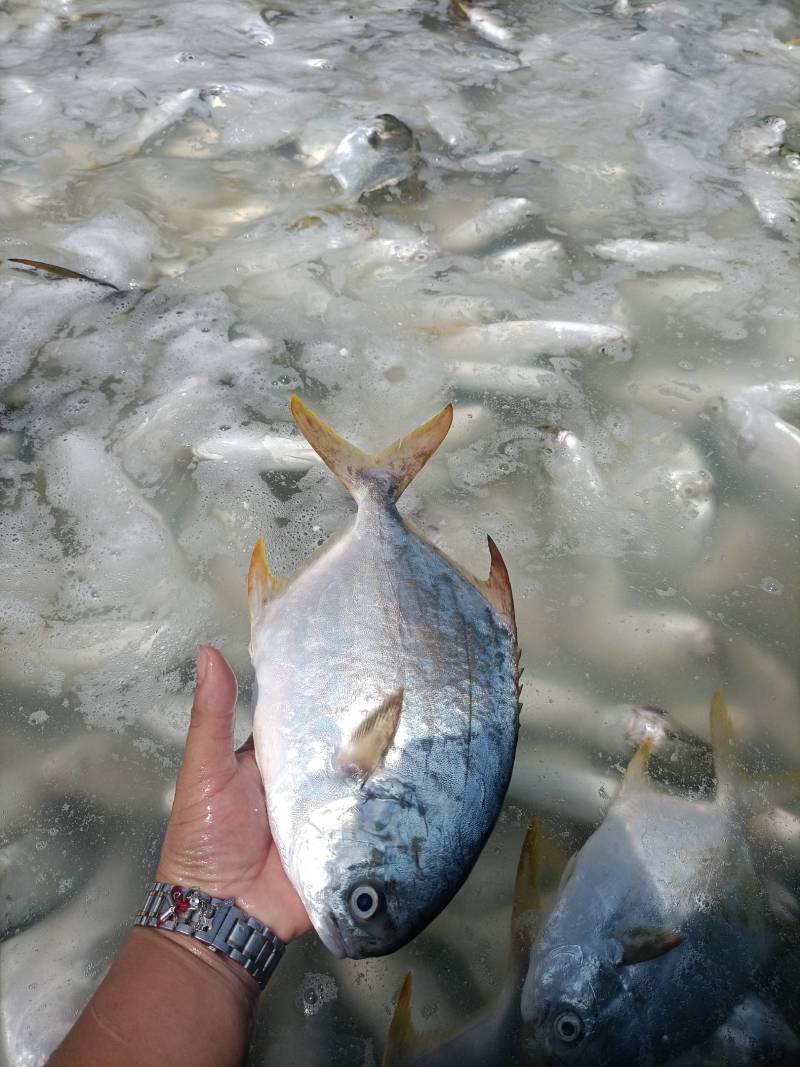 深海养殖金鲳鱼