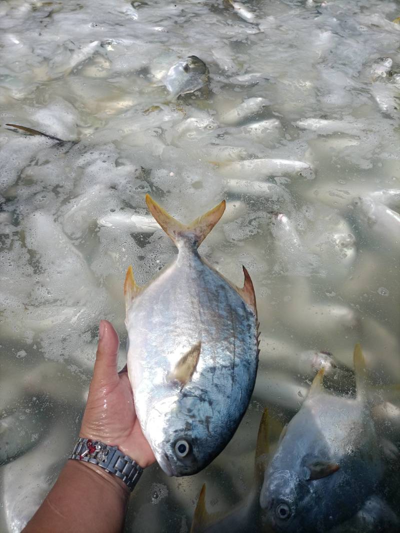 深海养殖金鲳鱼