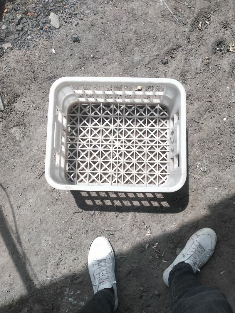 食用菌框