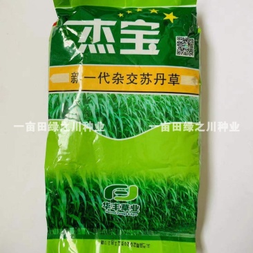 新一代杂交苏丹草种子高丹草牧草种子抗旱草质柔软叶片宽大