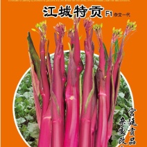 杂交红菜苔种子红油菜种子甜菜苔种子味道甘甜