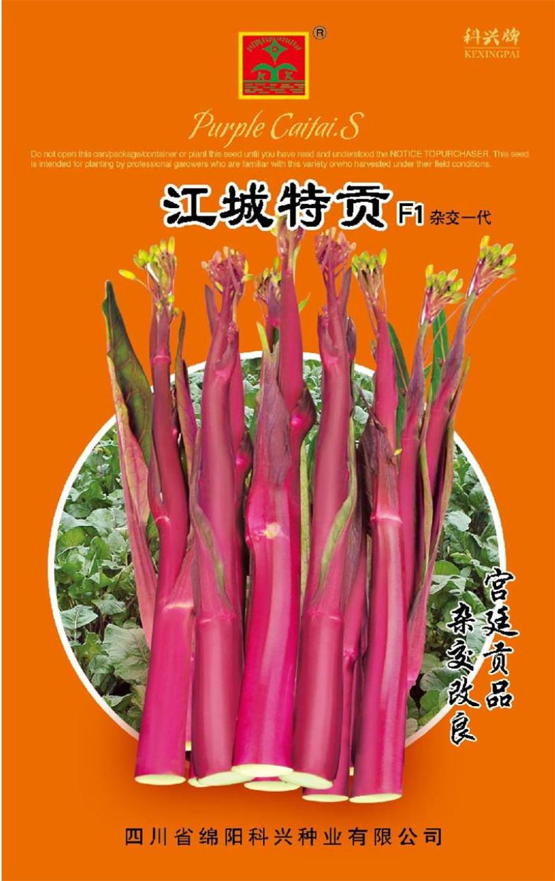 杂交红菜苔种子红油菜种子甜菜苔种子味道甘甜