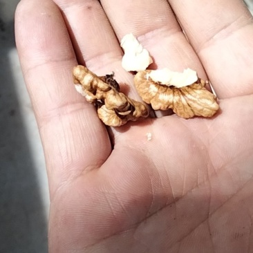 干香玲核桃
