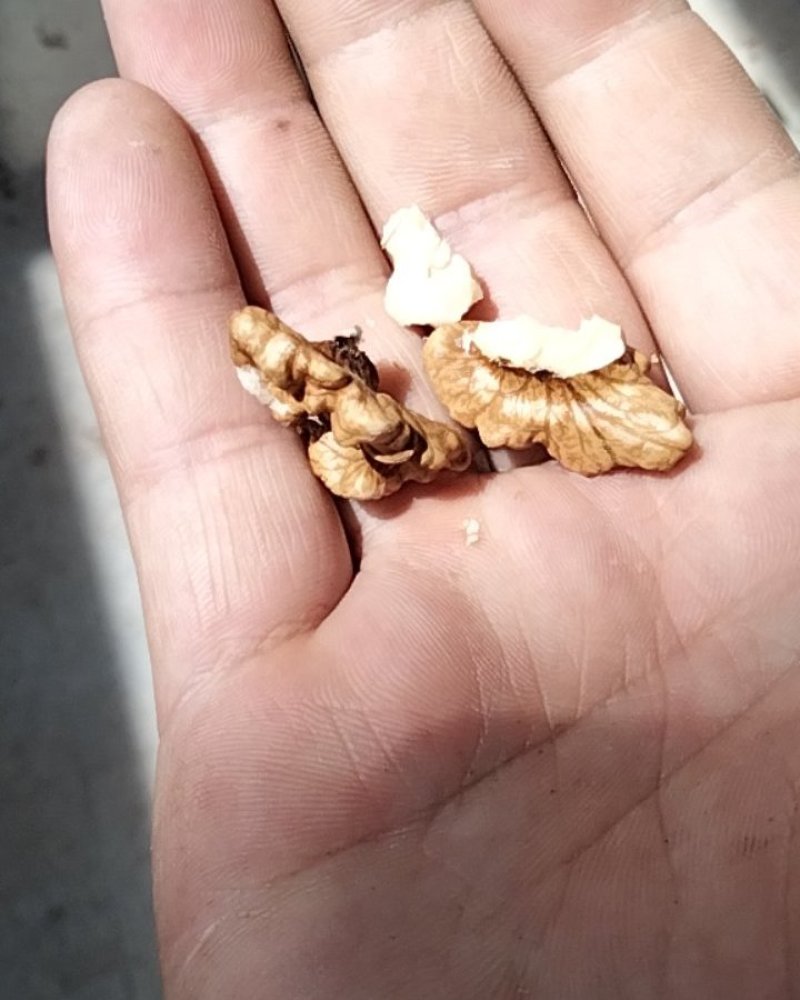 干香玲核桃