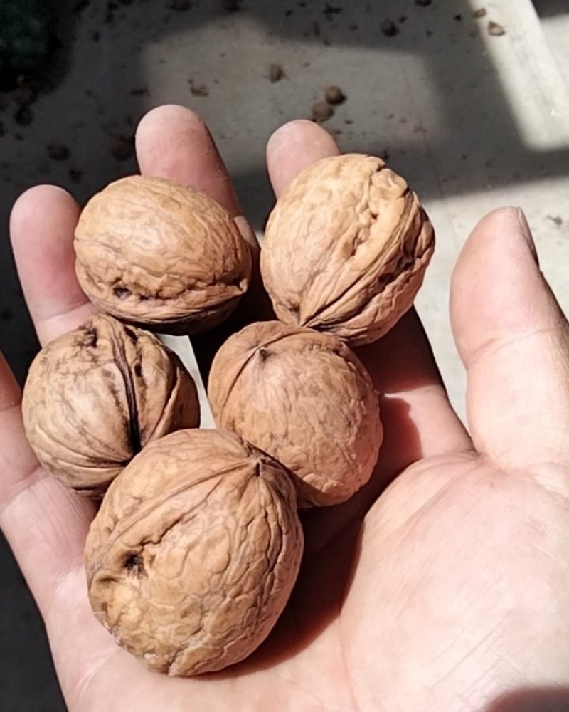 干香玲核桃