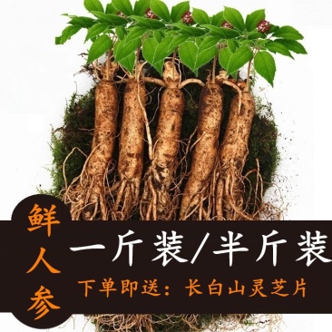 新鲜人参长白山带土鲜参一斤500g东北特产泡酒煲汤包邮