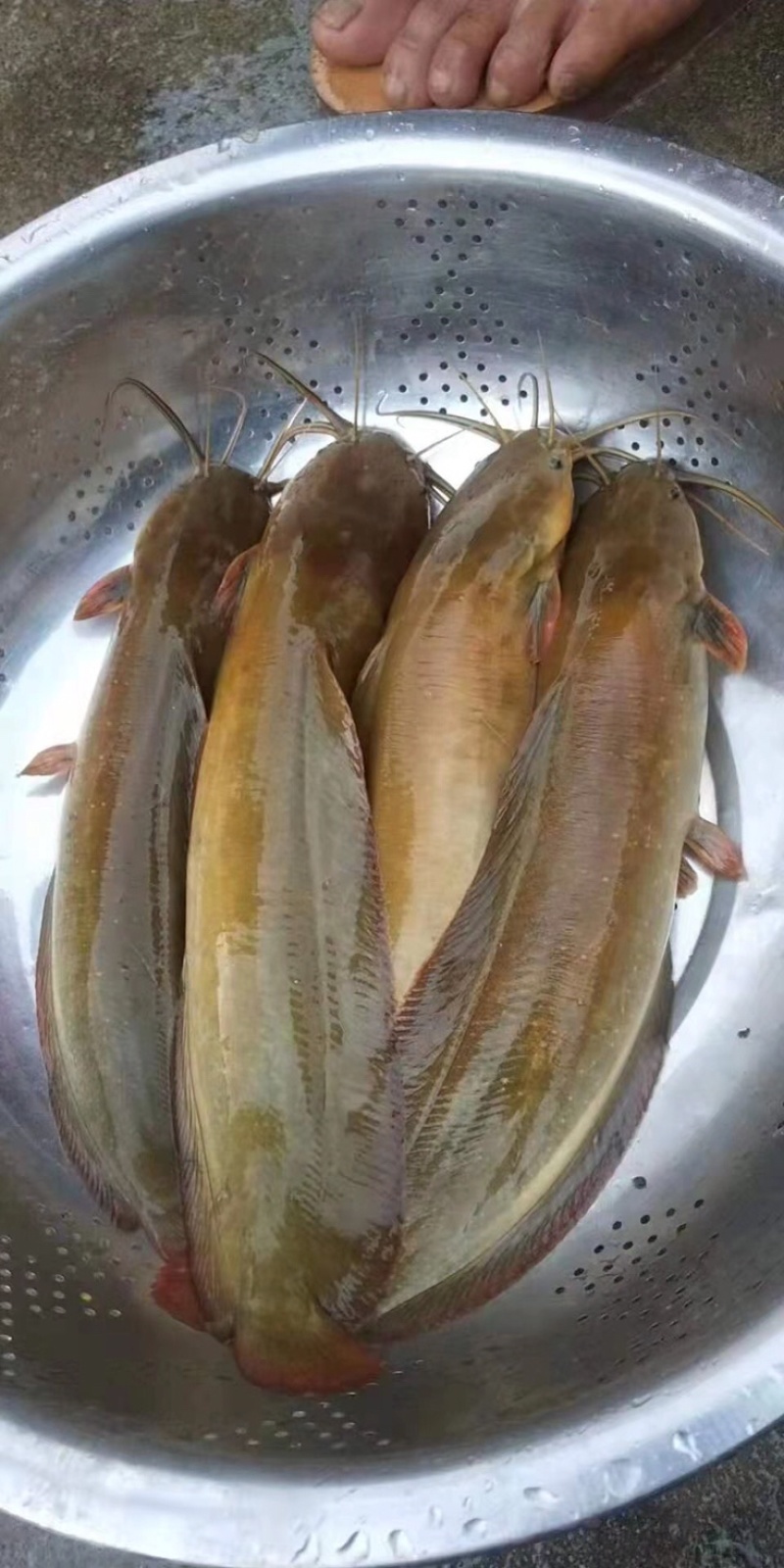 麻三黄塘角鱼鱼苗，土塘鲺鱼苗