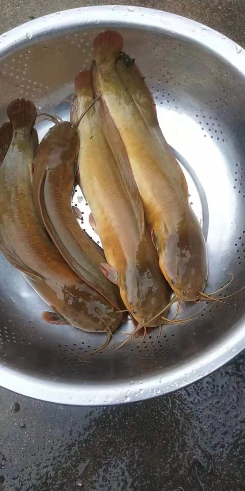 麻三黄塘角鱼鱼苗，土塘鲺鱼苗
