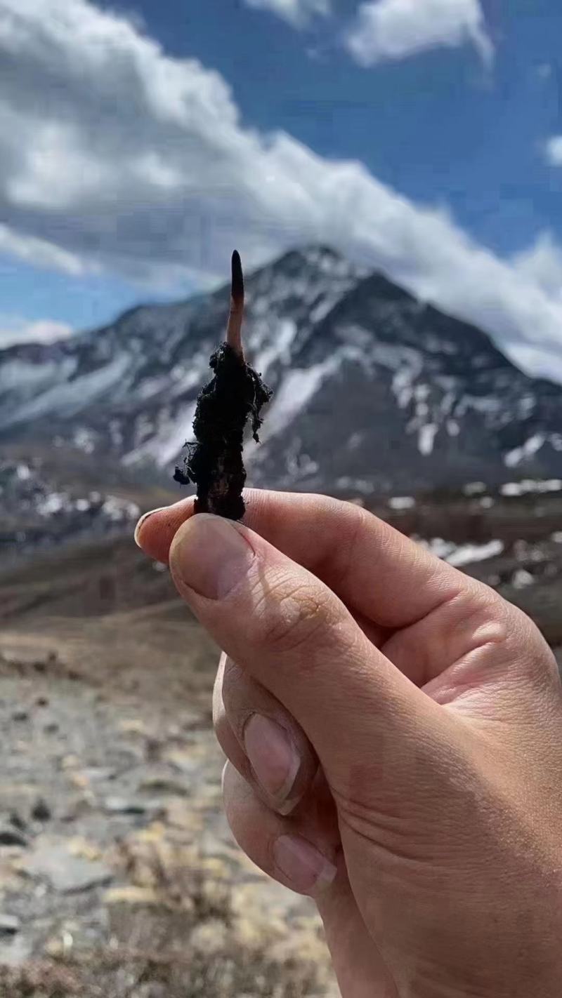 滇西北高原新鲜虫草