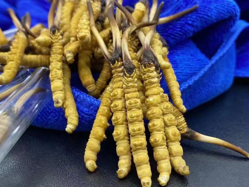 滇西北高原新鲜虫草