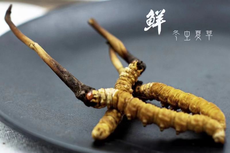 滇西北高原新鲜虫草