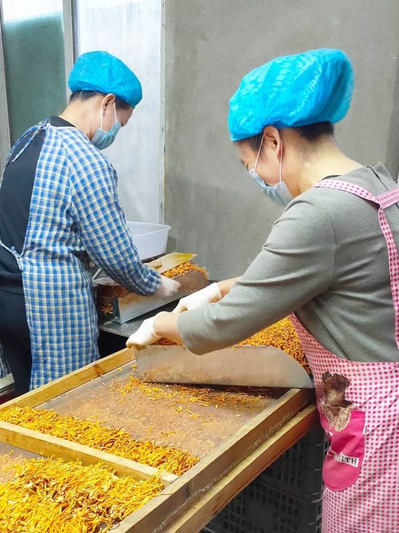 精品虫草花、孢子头500g包邮、干货食用菌，煲汤凉拌