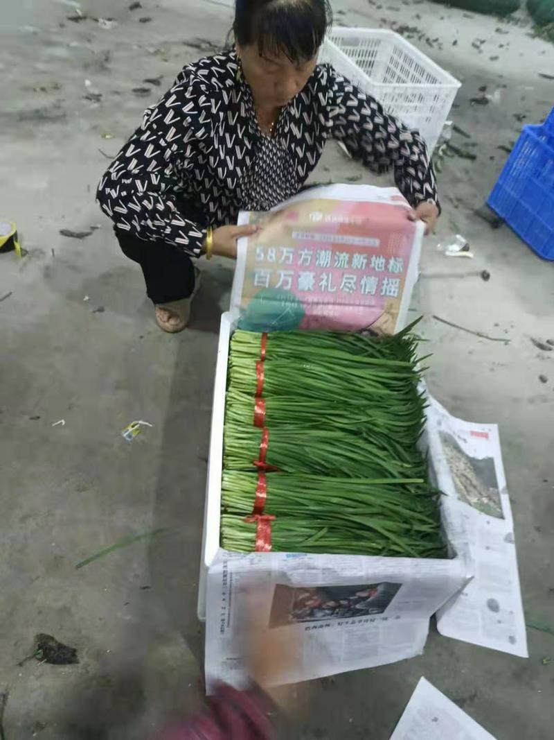 贵州千亩韭菜基地能长期供应