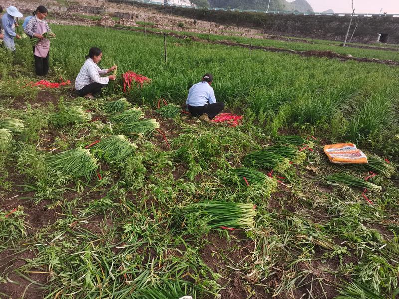 贵州千亩韭菜基地能长期供应