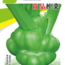 优质小叶榨菜种子鲜食盐渍两用鼓包菜头种子