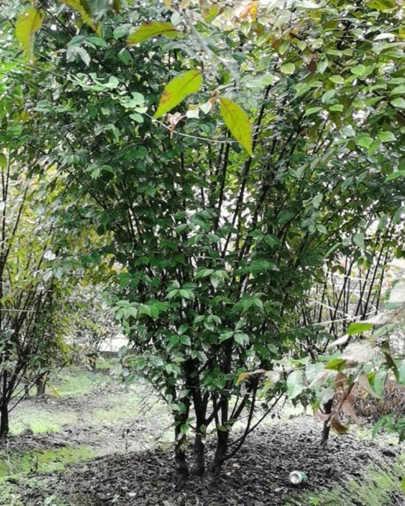榆叶梅重瓣榆叶梅树形优美质量保证基地直发一手货源