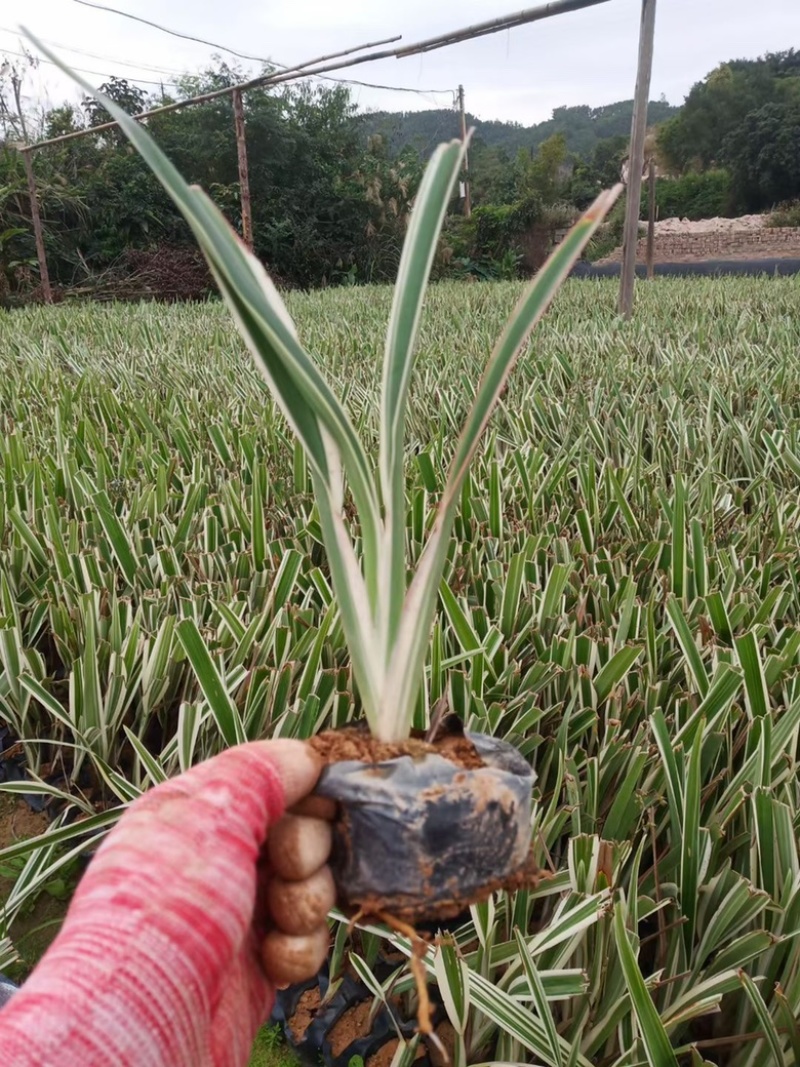 山管兰，漳州市漳浦县汇景轩园林苗圃供应大小杯精品