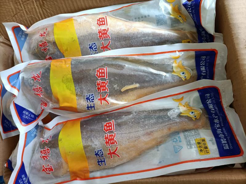 大黄花鱼一条1.1斤质量好
