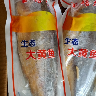 大黄花鱼一条1.1斤质量好