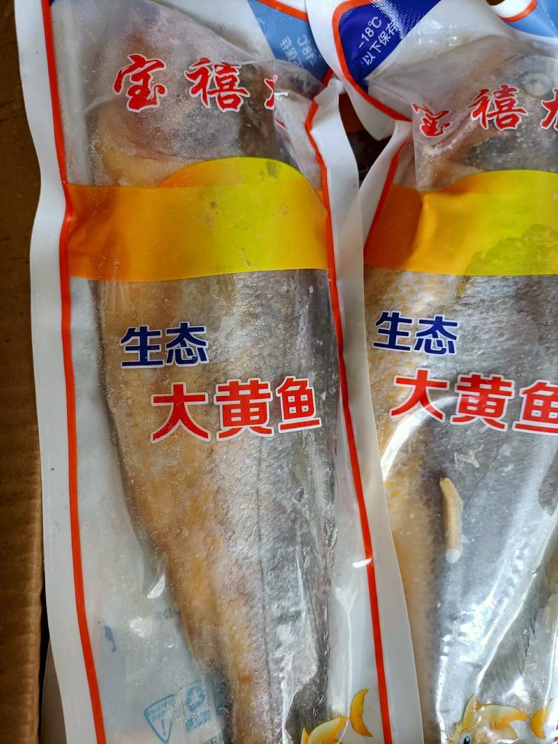 大黄花鱼一条1.1斤质量好