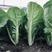 快菜种子直立性好易捆扎耐雨水耐热叶片浓绿