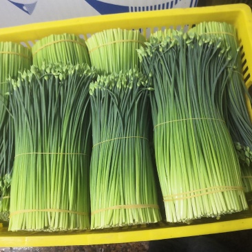 广西苔小哥韭菜花