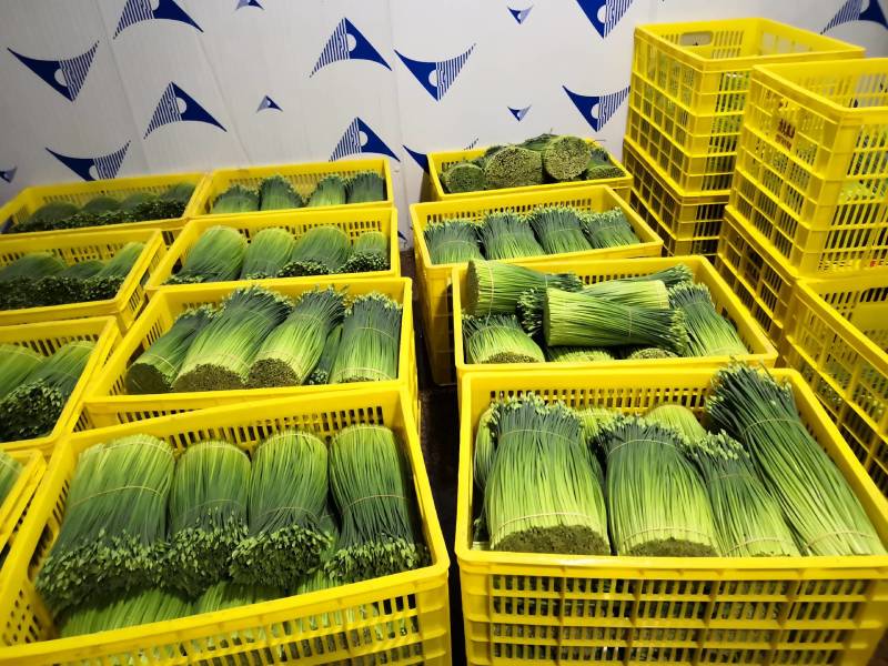 广西苔小哥韭菜花