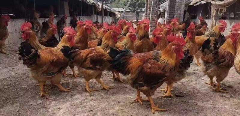 快大肉鸡K九脱温苗场地直供一斤半到两斤