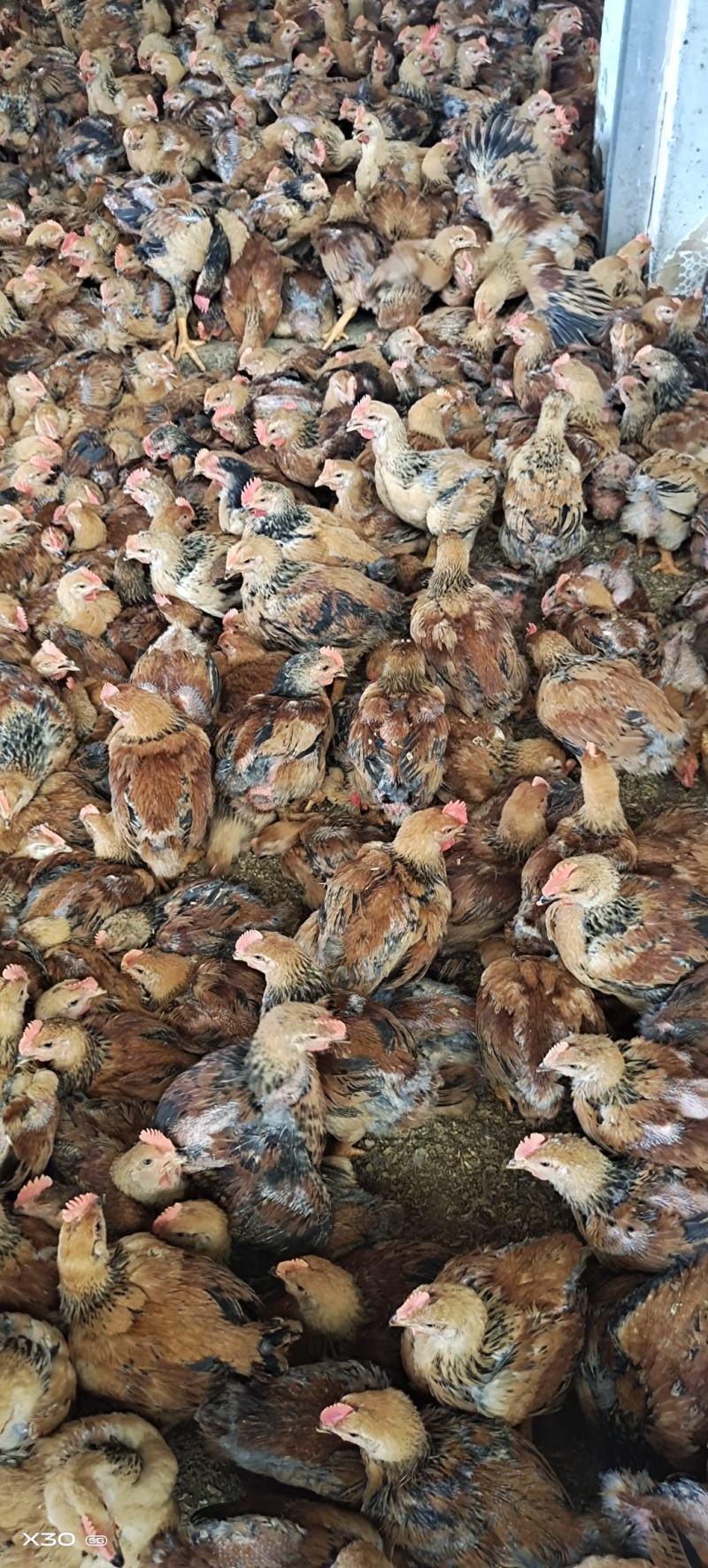 快大肉鸡K九脱温苗场地直供一斤半到两斤