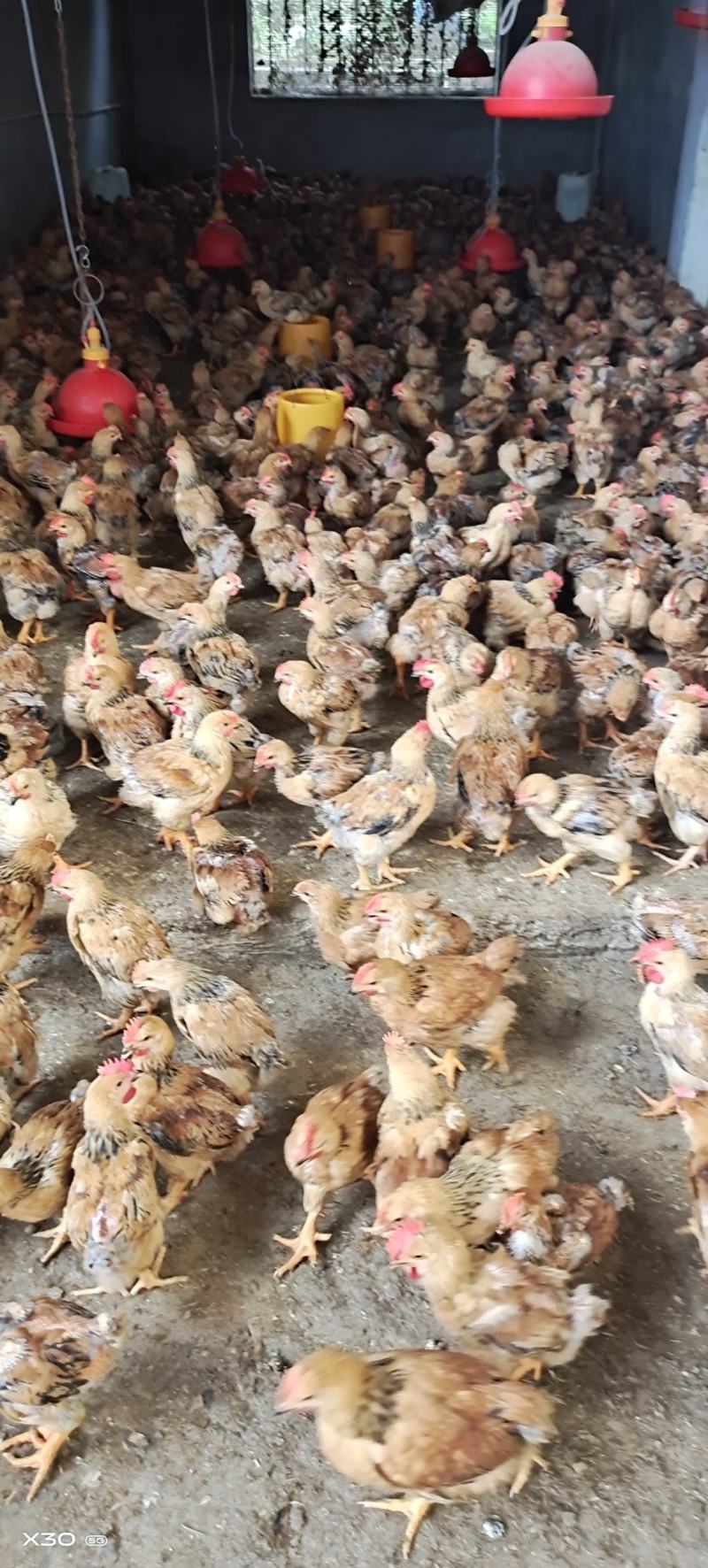 快大肉鸡K九脱温苗场地直供一斤半到两斤