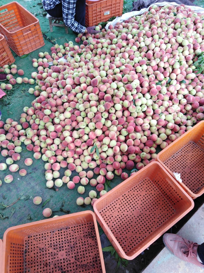 离核桃血桃大量有货，口感细腻，肉核分离，外表光泽，欢迎咨