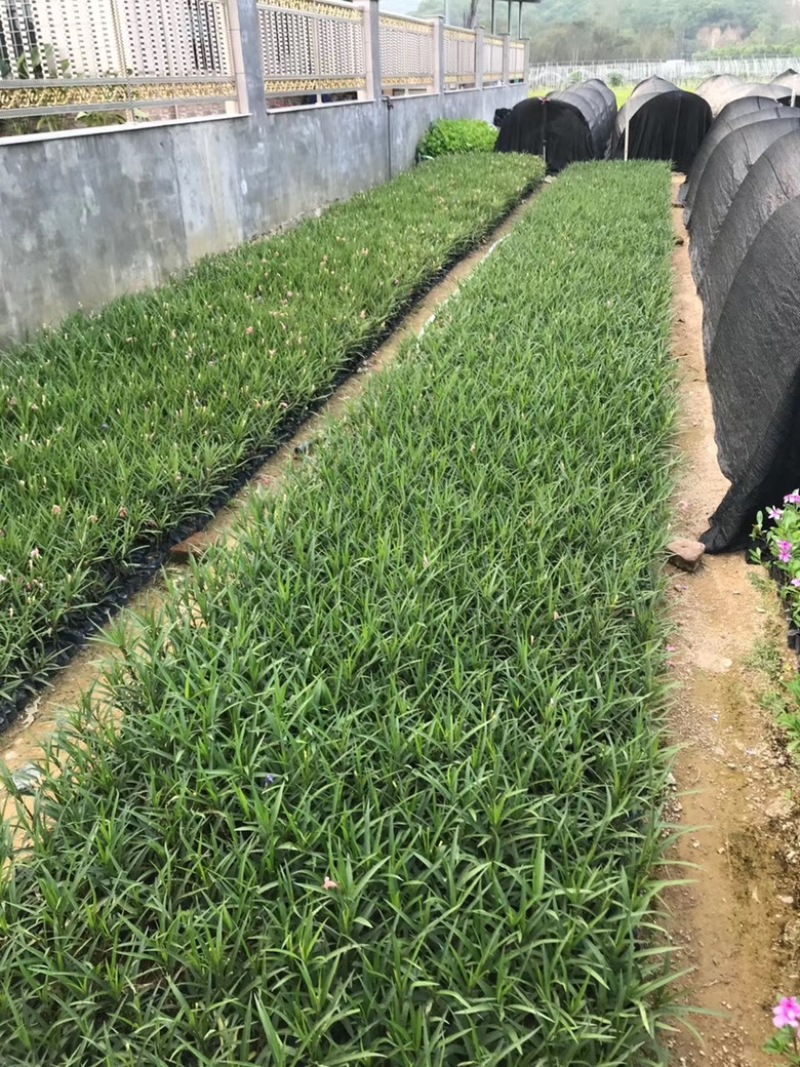 漳州市漳浦县汇景轩园林大量供应小杯粉花紫花翠芦莉