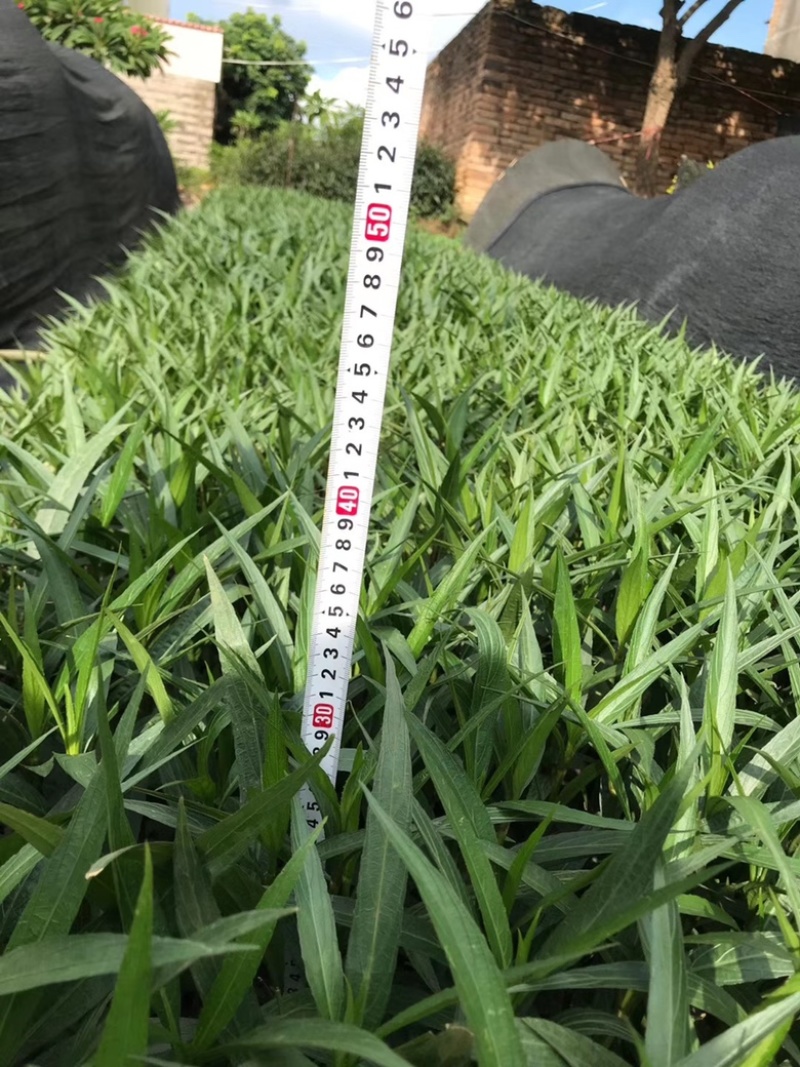 漳州市漳浦县汇景轩园林大量供应小杯粉花紫花翠芦莉