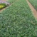 漳州市漳浦县汇景轩园林大量供应小杯精品玉龙草