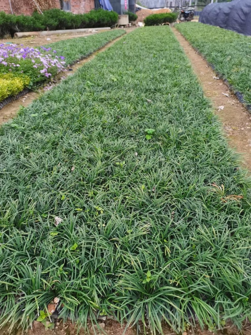 漳州市漳浦县汇景轩园林大量供应小杯精品玉龙草