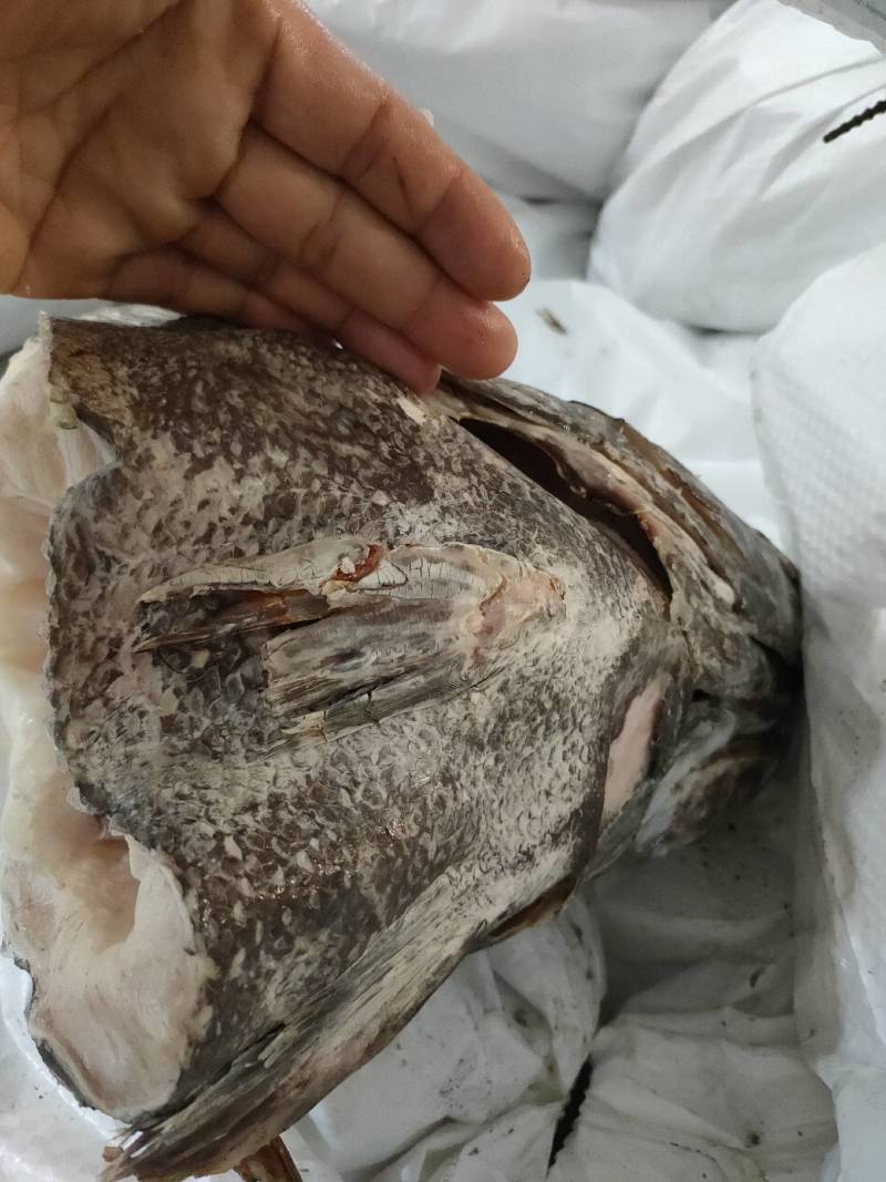 银雪鱼头雪鱼阿根廷雪鱼头多肉
