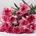 【精品】康乃馨种苗康乃馨花苗鲜切花小苗基地直销欢迎选购！