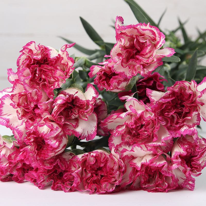 【精品】康乃馨种苗康乃馨花苗鲜切花小苗基地直销欢迎选购！