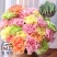 【精品】康乃馨种苗康乃馨花苗鲜切花小苗基地直销欢迎选购！