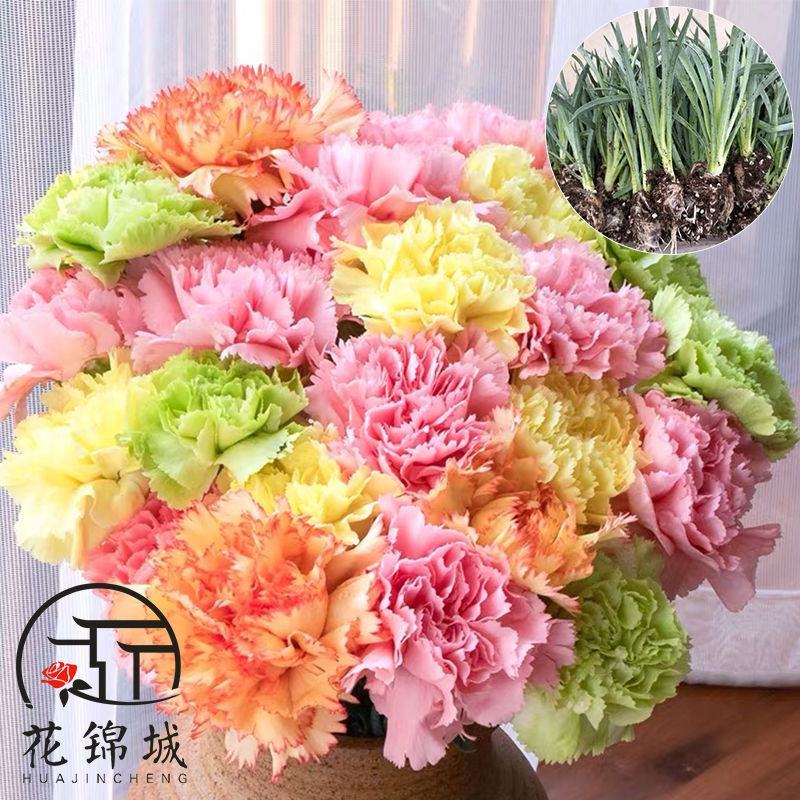 【精品】康乃馨种苗康乃馨花苗鲜切花小苗基地直销欢迎选购！
