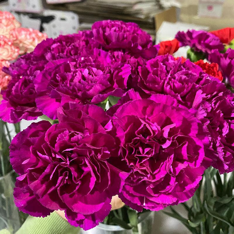 【精品】康乃馨种苗康乃馨花苗鲜切花小苗基地直销欢迎选购！