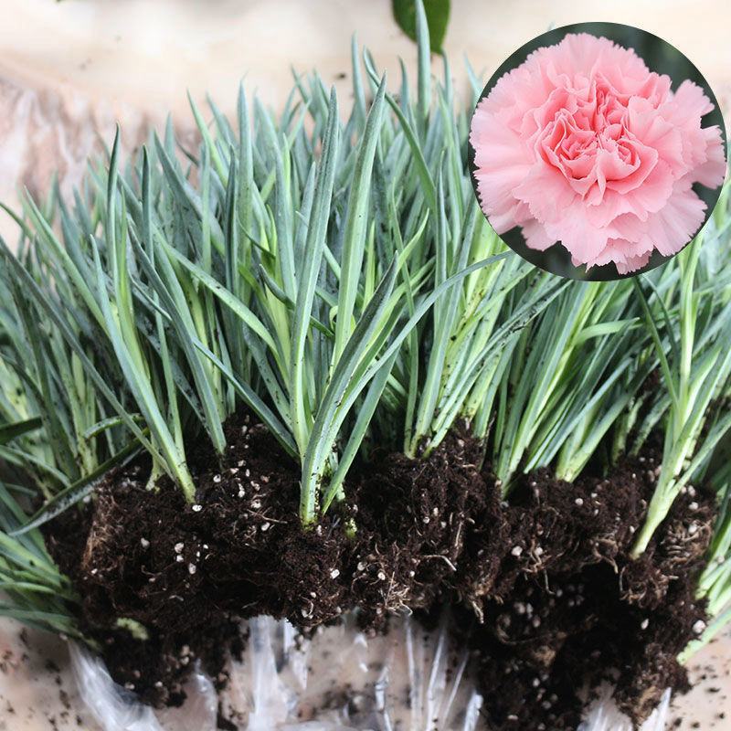 【精品】康乃馨种苗 康乃馨花苗鲜切花小苗 基地直销欢迎选购！