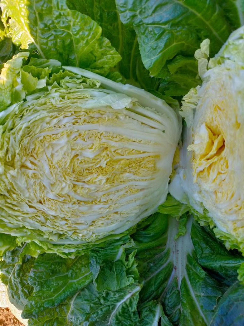 精品大白菜